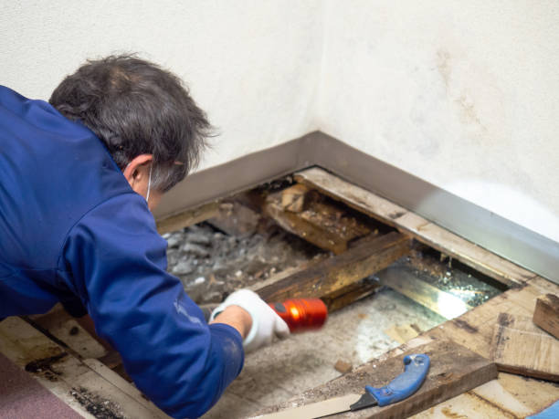 Best Residential Mold Remediation in Marion, OH