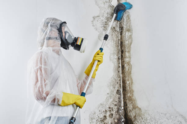 Best Localized Mold Remediation (e.g., coastal areas, humid climates) in Marion, OH