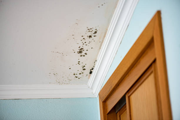 Best Mold Testing and Inspection Services in Marion, OH