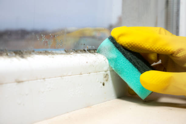 Best Insurance-Related Mold Remediation in Marion, OH