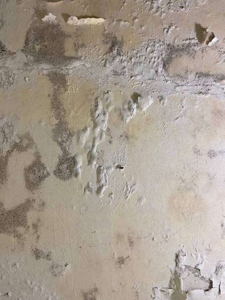 Professional Mold Remediation in Marion, OH