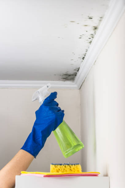 Best Black Mold Remediation in Marion, OH
